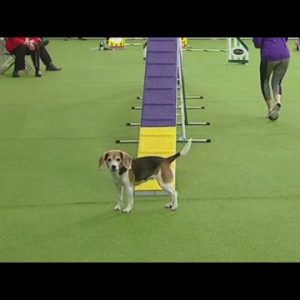 Peek Westminster Dog Expose Contestant Salvage Distracted At some stage in Agility Competitors