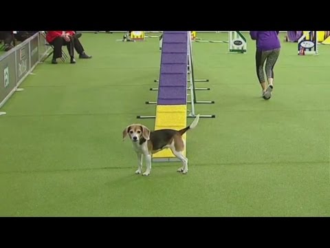 Peek Westminster Dog Expose Contestant Salvage Distracted At some stage in Agility Competitors