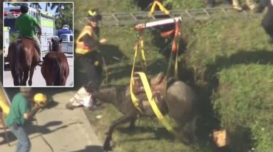 Stranded Horse Rescued From Deep Ditch After It be Spooked Whereas Strolling On Motorway