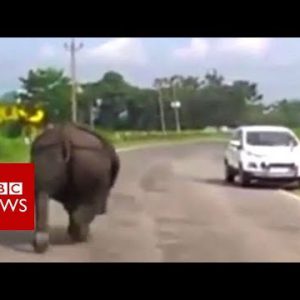 Rhino forces drivers to hover – BBC News