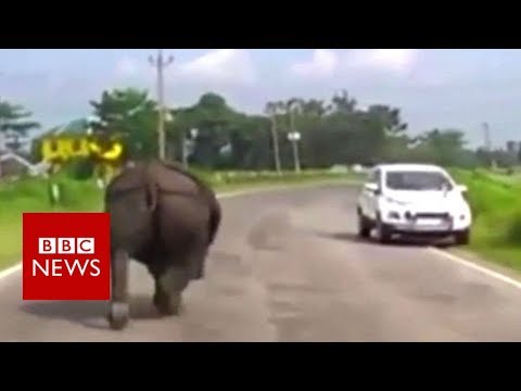 Rhino forces drivers to hover – BBC News
