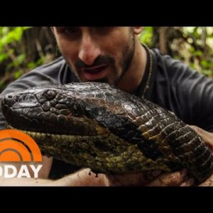 Eaten Alive By Anaconda: Why I Did It | TODAY