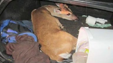 3 endangered deer chanced on tied, struggling in automotive