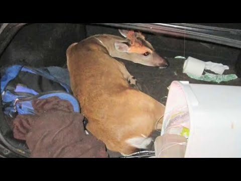 3 endangered deer chanced on tied, struggling in automotive