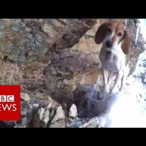 Can scaredy dog stuck on cliff be saved? – BBC News