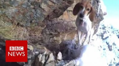 Can scaredy dog stuck on cliff be saved? – BBC News