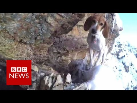 Can scaredy dog stuck on cliff be saved? – BBC News