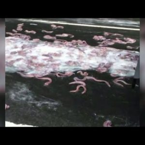 Slime eels diagram more than one automobile pileup on Oregon motorway