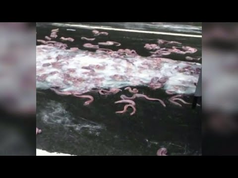Slime eels diagram more than one automobile pileup on Oregon motorway