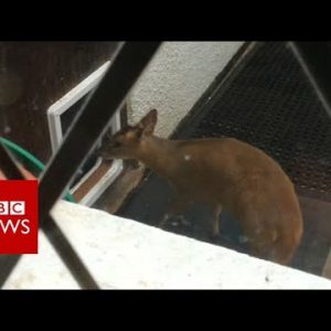 Muntjac deer’s use of dog flap surprises Wiltshire proprietor – BBC Data