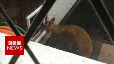 Muntjac deer’s use of dog flap surprises Wiltshire proprietor – BBC Data