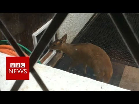 Muntjac deer’s use of dog flap surprises Wiltshire proprietor – BBC Data