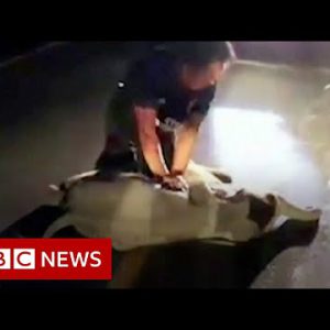 Toddler elephant in dual carriageway accident saved by CPR – BBC Files