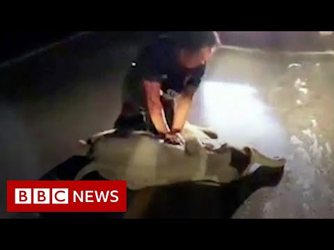 Toddler elephant in dual carriageway accident saved by CPR – BBC Files