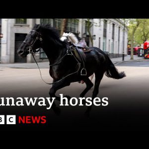 Runaway horses speed through central London | BBC News