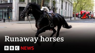 Runaway horses speed through central London | BBC News