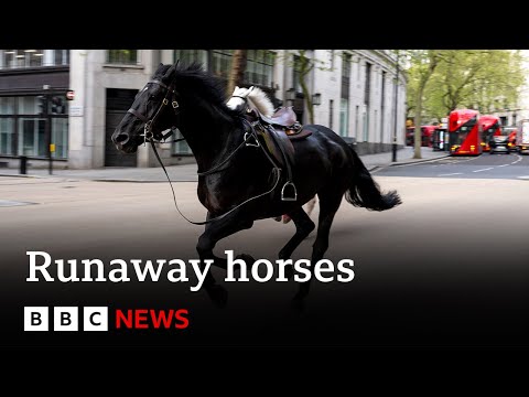 Runaway horses speed through central London | BBC News