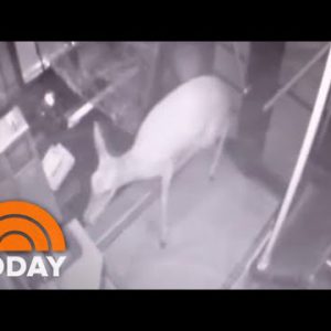 Bus Driver Stays Aloof After Deer Crashes By Windshield