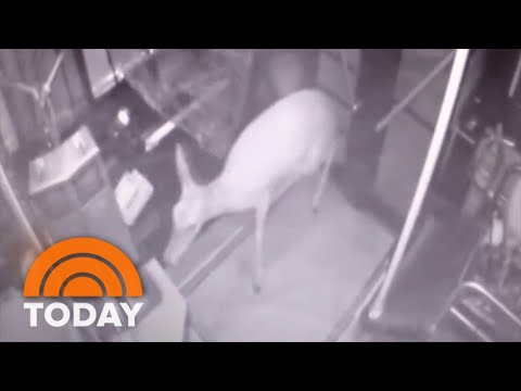 Bus Driver Stays Aloof After Deer Crashes By Windshield