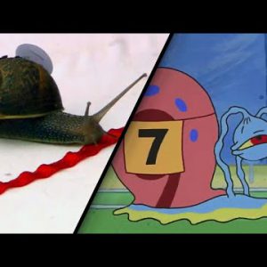 ‘SpongeBob’ Snail Racing Episode Was once Impressed by Proper Tournament