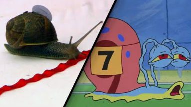 ‘SpongeBob’ Snail Racing Episode Was once Impressed by Proper Tournament