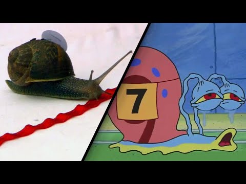 ‘SpongeBob’ Snail Racing Episode Was once Impressed by Proper Tournament