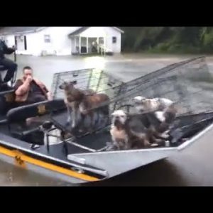 Volunteers Fling to Attach Pets Left In the aid of in Typhoon Harvey