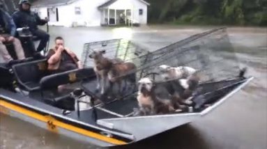 Volunteers Fling to Attach Pets Left In the aid of in Typhoon Harvey