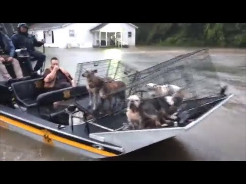 Volunteers Fling to Attach Pets Left In the aid of in Typhoon Harvey