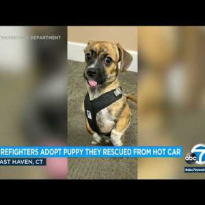 Fireplace dept. adopts pet rescued from hot automobile, makes him enviornment toughen dog