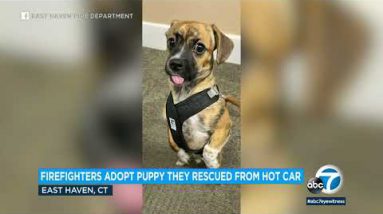 Fireplace dept. adopts pet rescued from hot automobile, makes him enviornment toughen dog