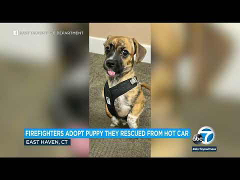 Fireplace dept. adopts pet rescued from hot automobile, makes him enviornment toughen dog