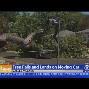 Mountainous Tree Falls Correct Onto Spirited Automobile In Valley Village