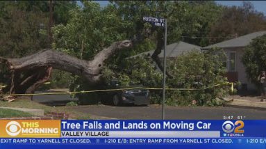 Mountainous Tree Falls Correct Onto Spirited Automobile In Valley Village