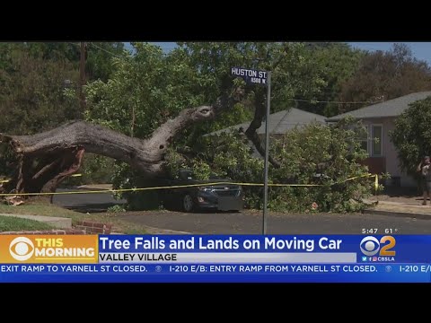 Mountainous Tree Falls Correct Onto Spirited Automobile In Valley Village