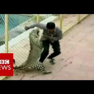 Leopard on the loose injures six while prowling around college in India – BBC Knowledge