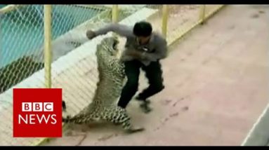 Leopard on the loose injures six while prowling around college in India – BBC Knowledge