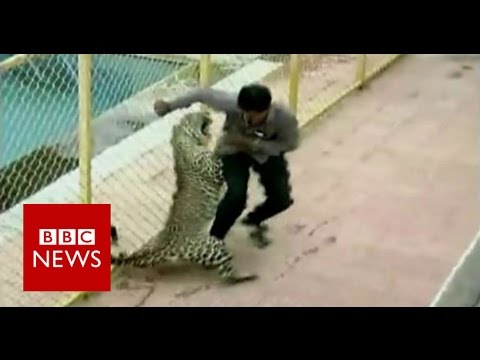 Leopard on the loose injures six while prowling around college in India – BBC Knowledge