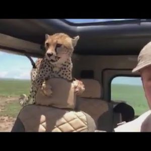 Cheetah jumps into safari automobile, forcing man to freeze in space for 10 minutes