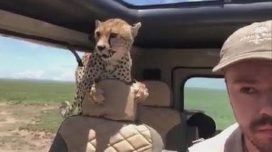 Cheetah jumps into safari automobile, forcing man to freeze in space for 10 minutes