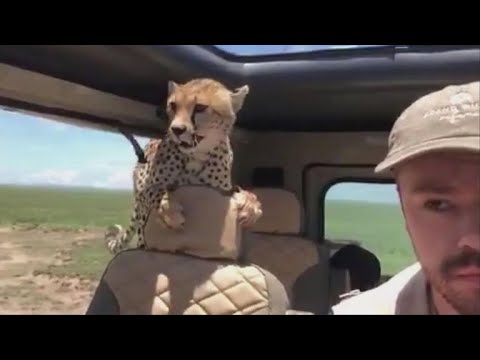 Cheetah jumps into safari automobile, forcing man to freeze in space for 10 minutes